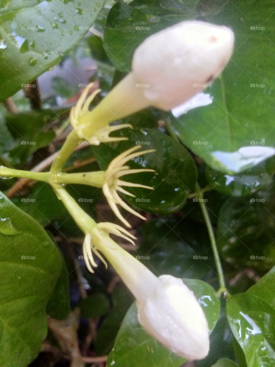 jasmine buds flowers