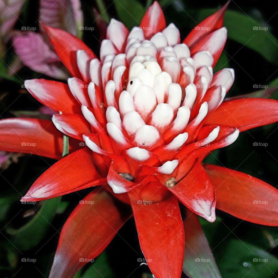 a pretty flower