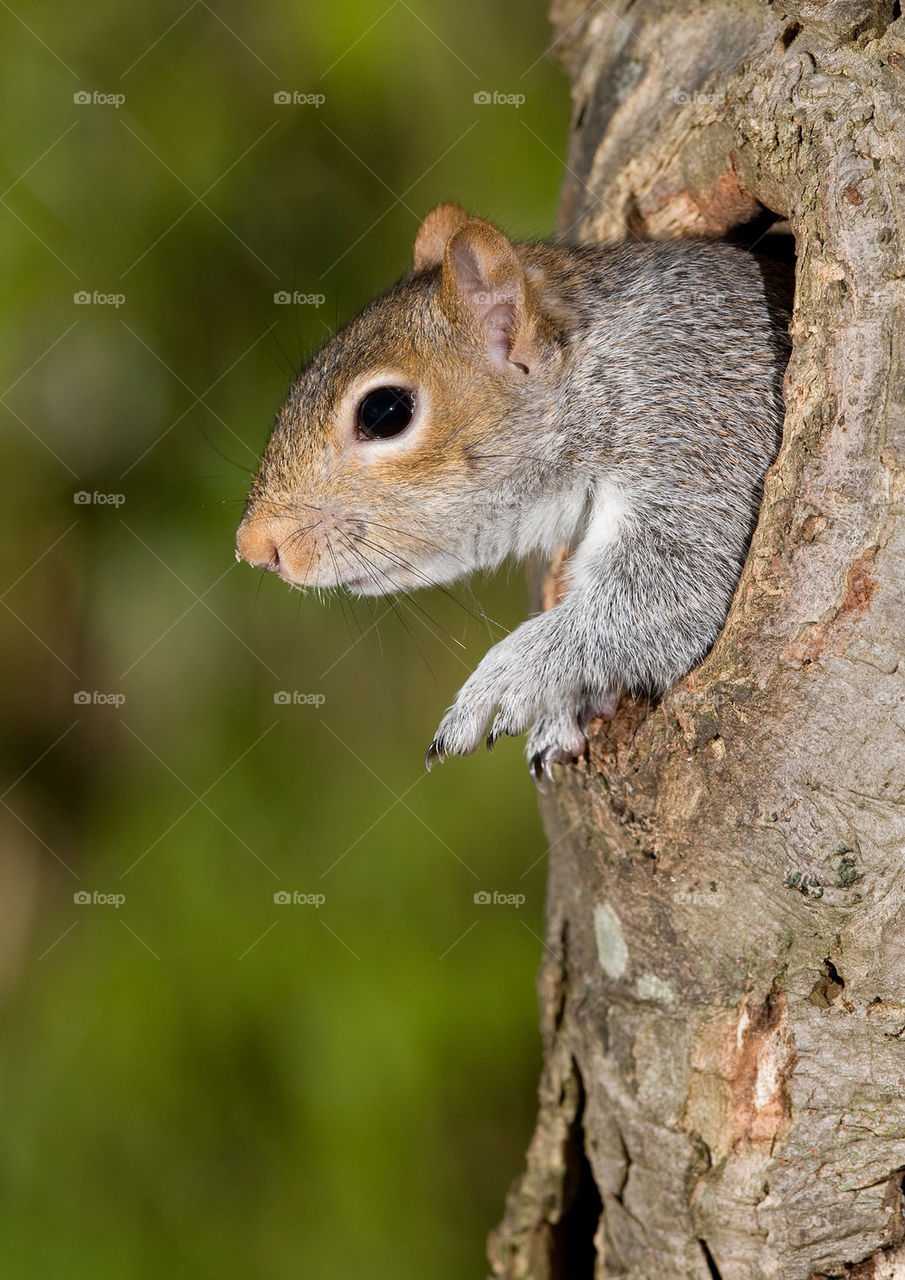 squirrel by gtomc