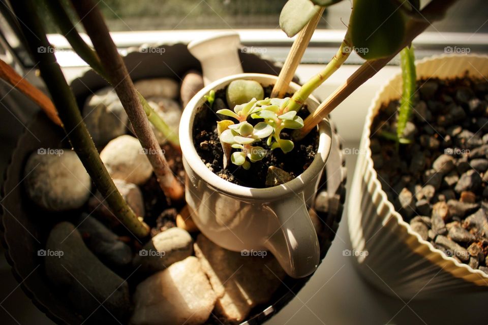 Avocado, bamboo and succulents on the windowsill