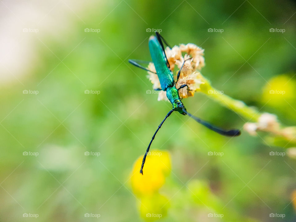 colorful bug sitting on a flower