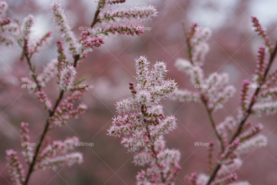 blossoming branches 