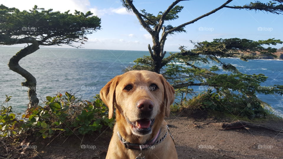 dog by ocean cliff