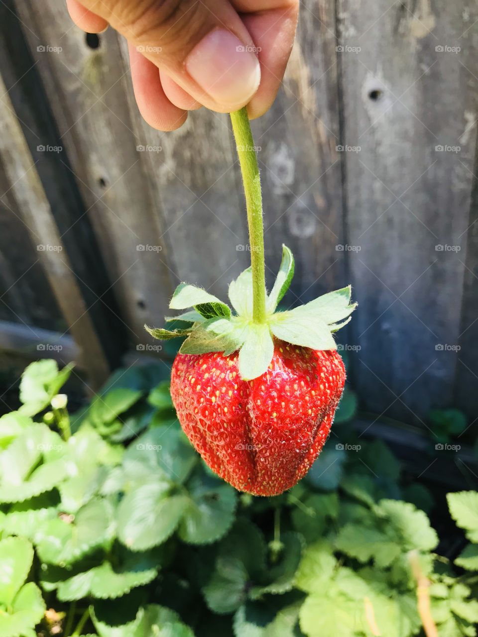First pick of the season, big and juicy sweet strawberry from my organic garden. 