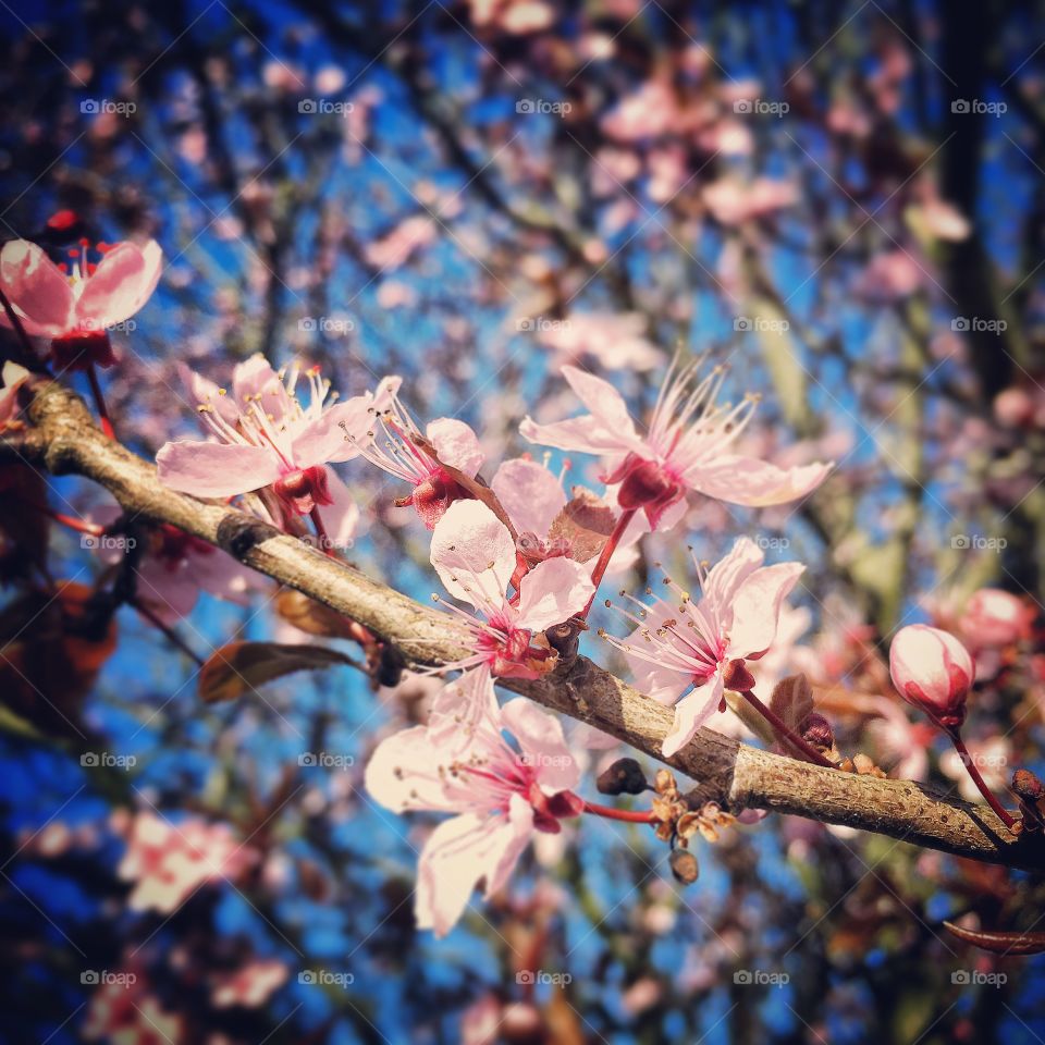 Japanese cherry tree. 