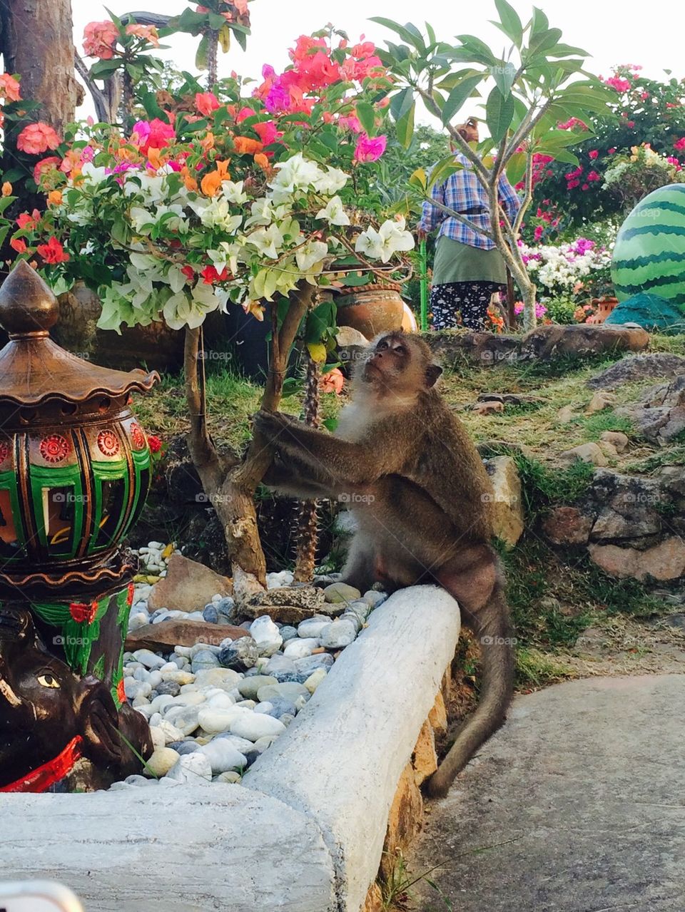 Monkey and nature