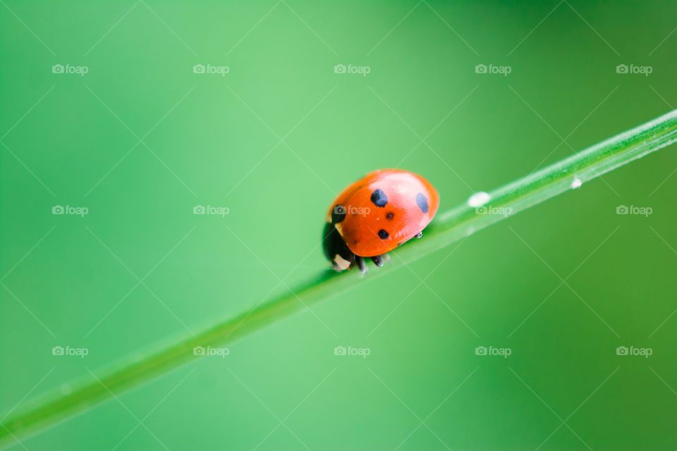 Lady Bug on a Blade of Grass Macro