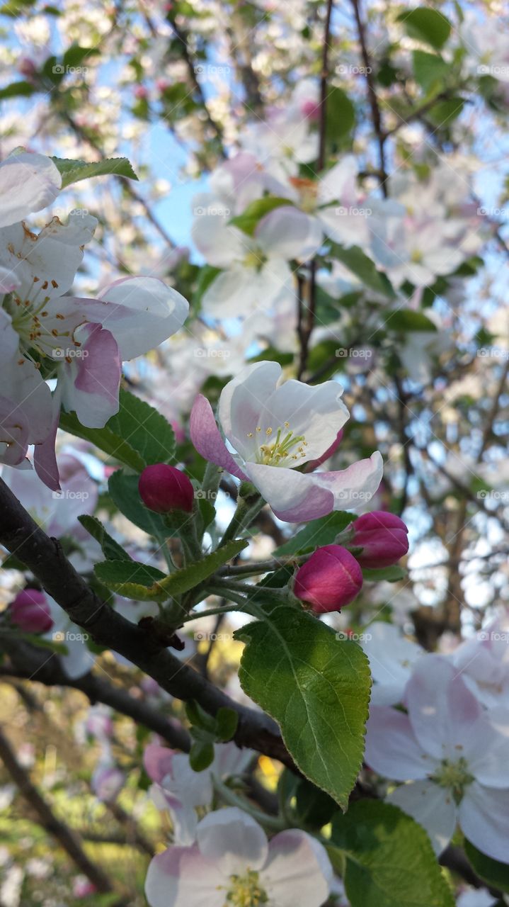 Apple Blossoms