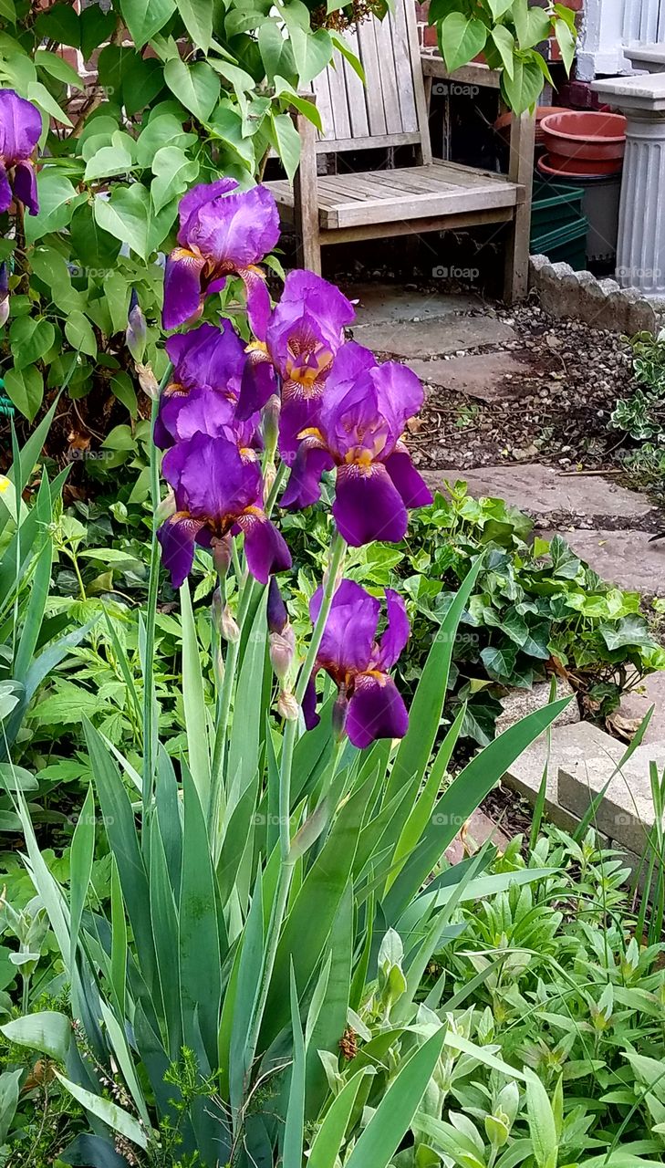 stand of irises