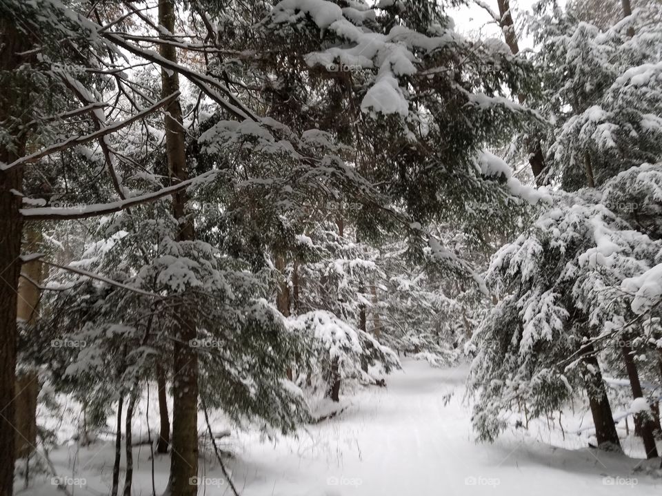 fresh snow in a Hemlock Woods