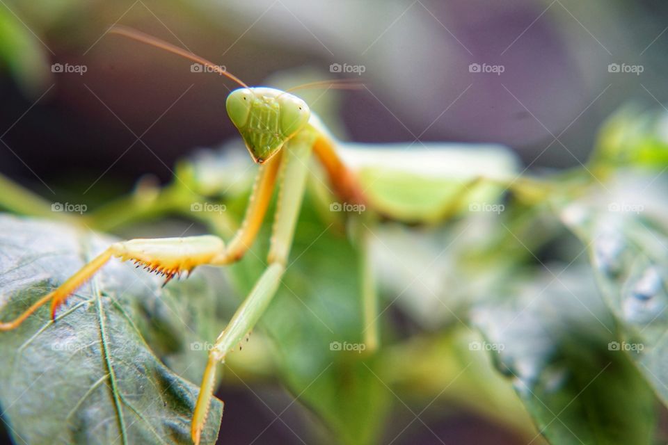 selfie grasshopper