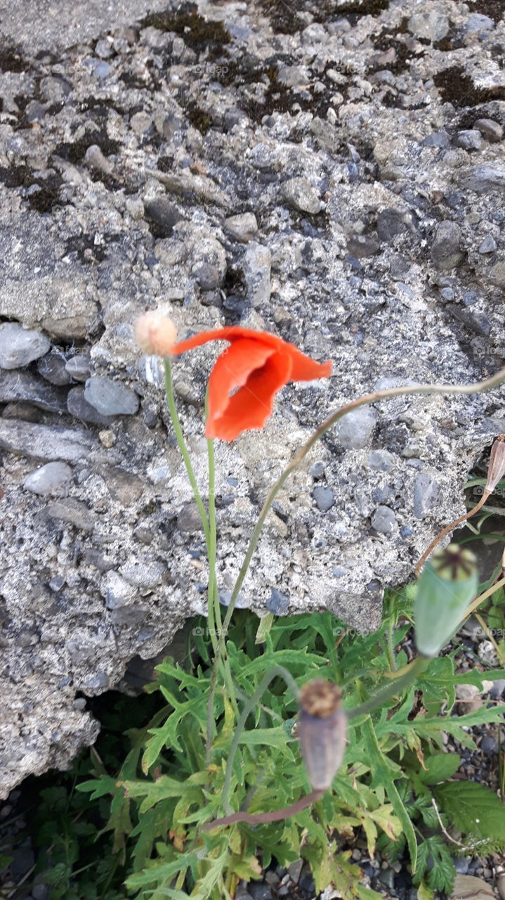 Red poppy