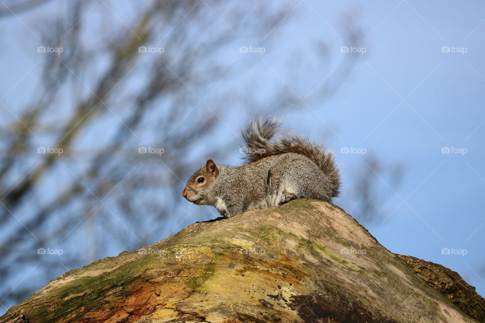 squirrel in a tree