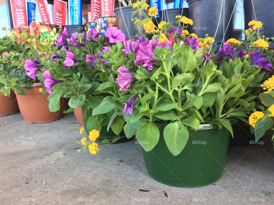 Flowers in pots