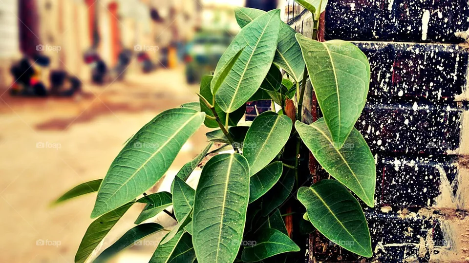 Leafs 🌿 
