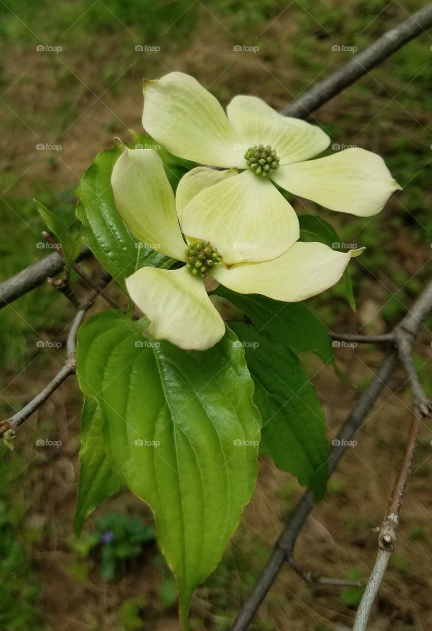 dogwood tree blossoms