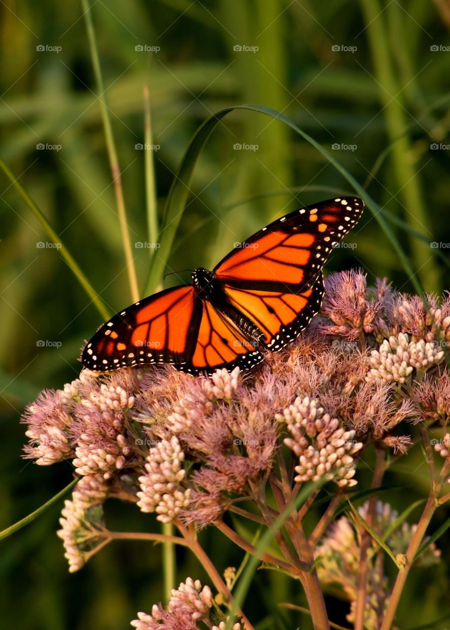 Beautiful and colourful butterfly
