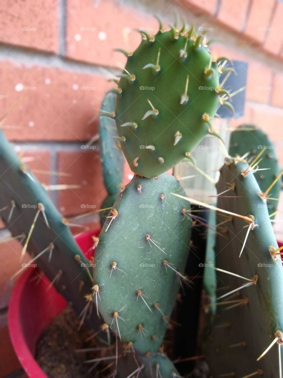 prickly cactus