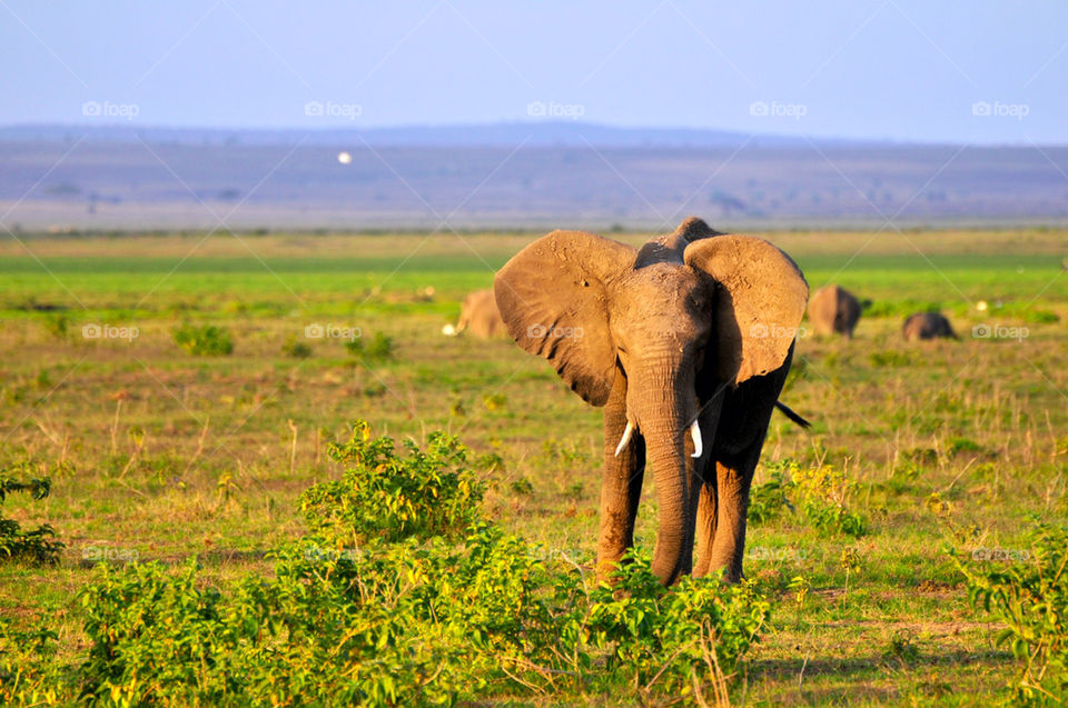 park ears elephant africa by sgkraus