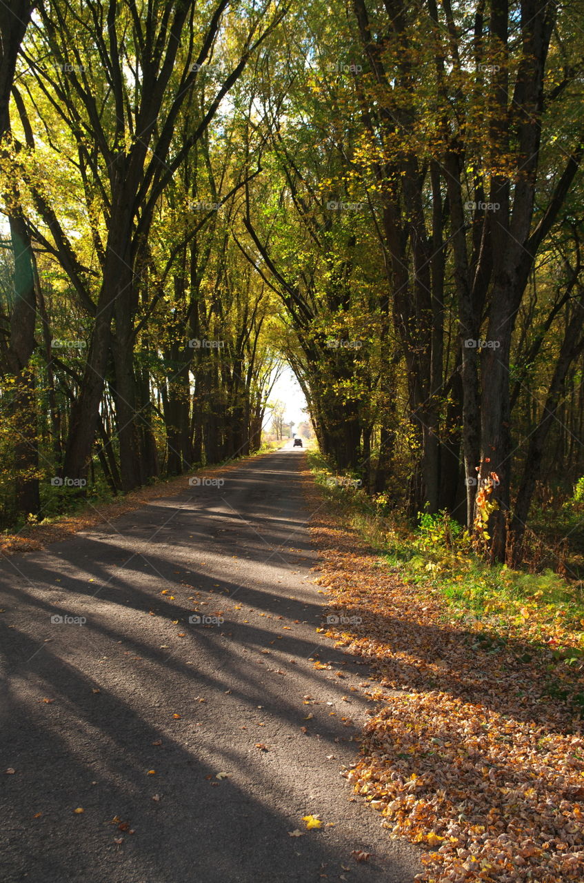 Autumn Drive