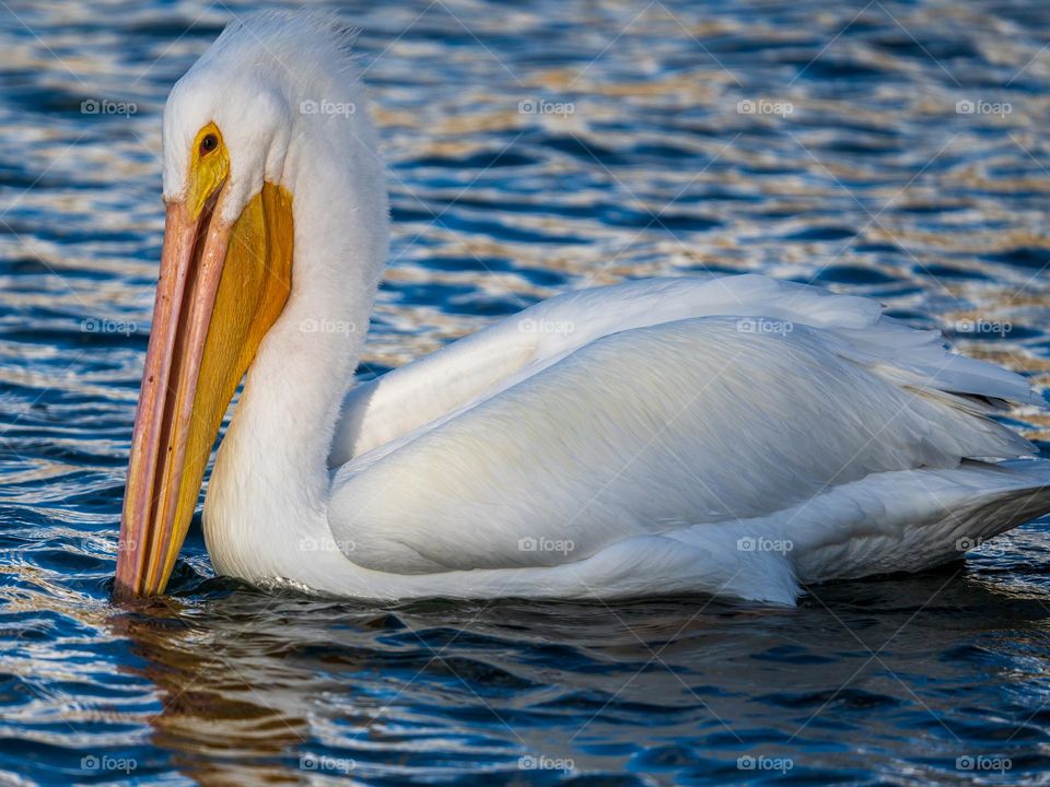 An American White Pelican floats gently on a lake while displaying its feathers as white as the driven snow