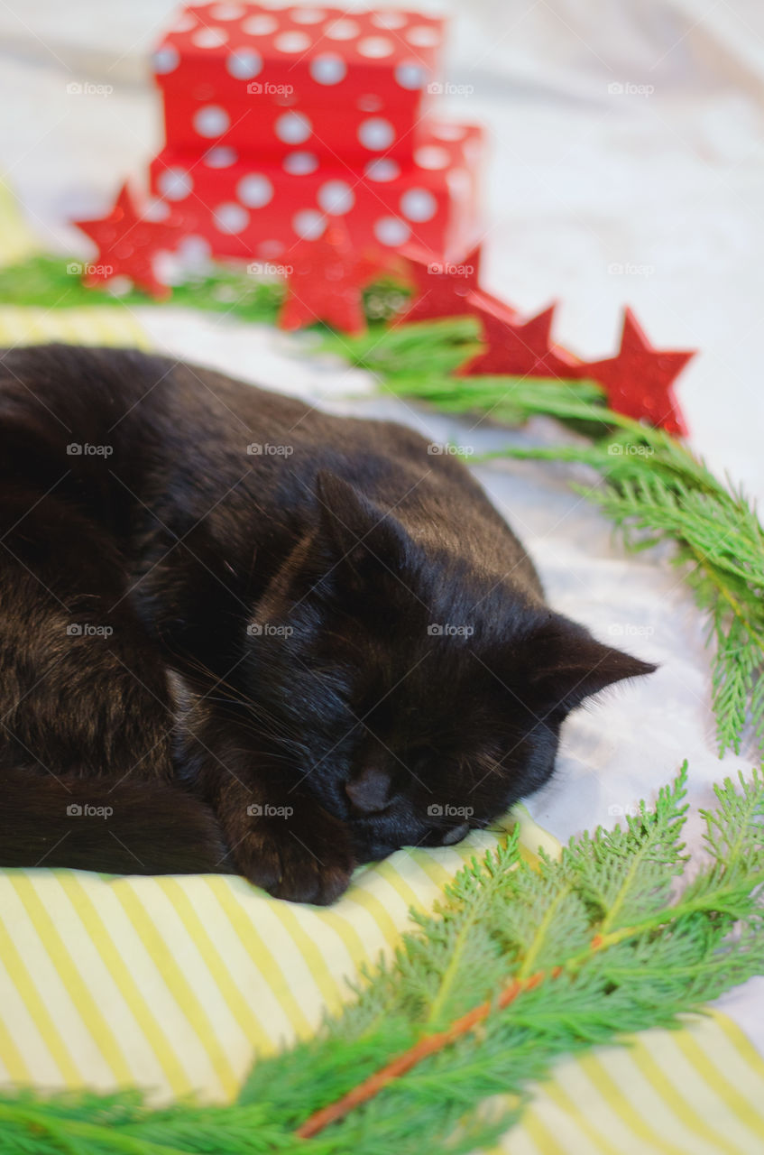 Background of the black cat with green eyes sitting and relaxing near Christmas decorations and pine branches at home. Christmas card. Winter card.