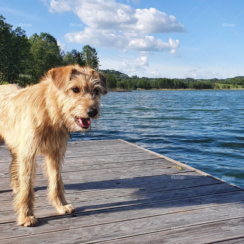 A dog standing on a pier on a lake in Poland