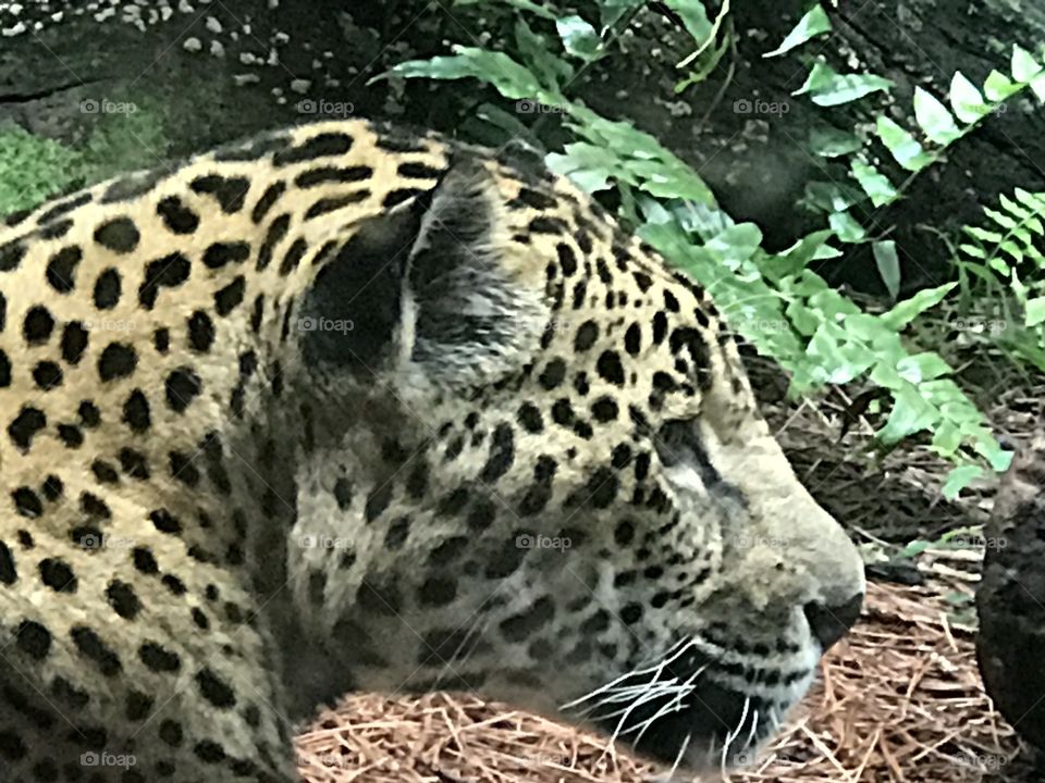 Cheetah  