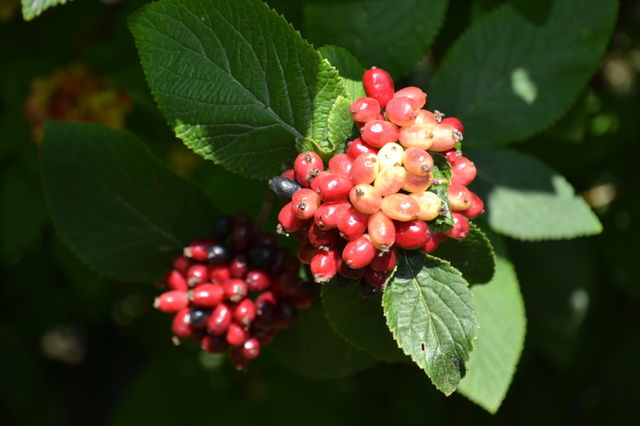 seeds
