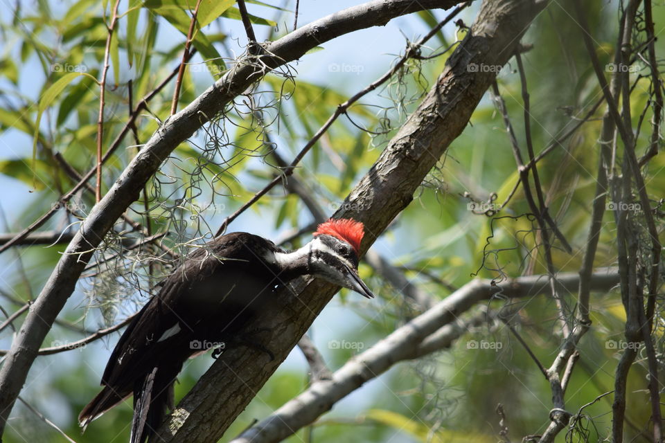 woodpecker 