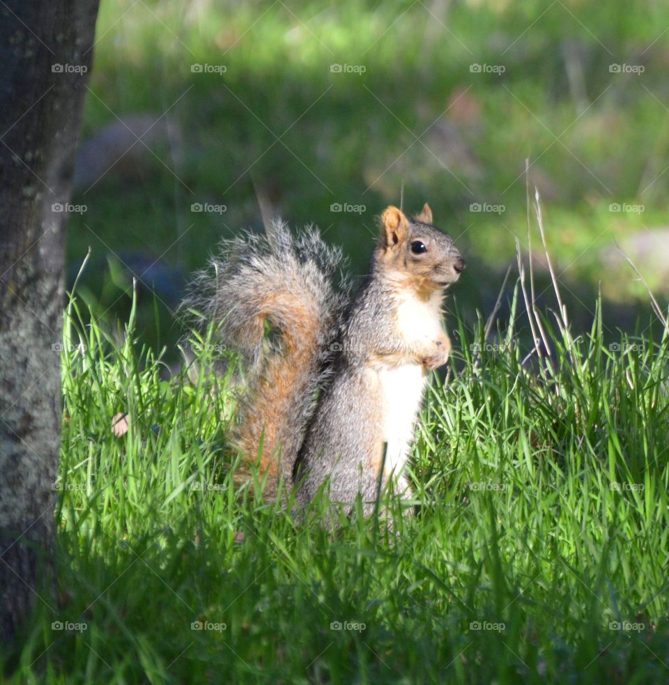 squirrel standing in the tall grass