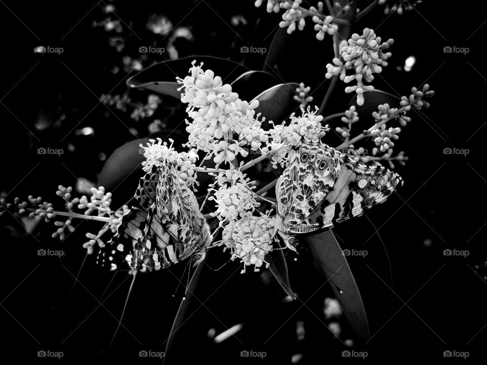 two beautiful butterflies drinking nectar from blossoms and generally enjoying their lives