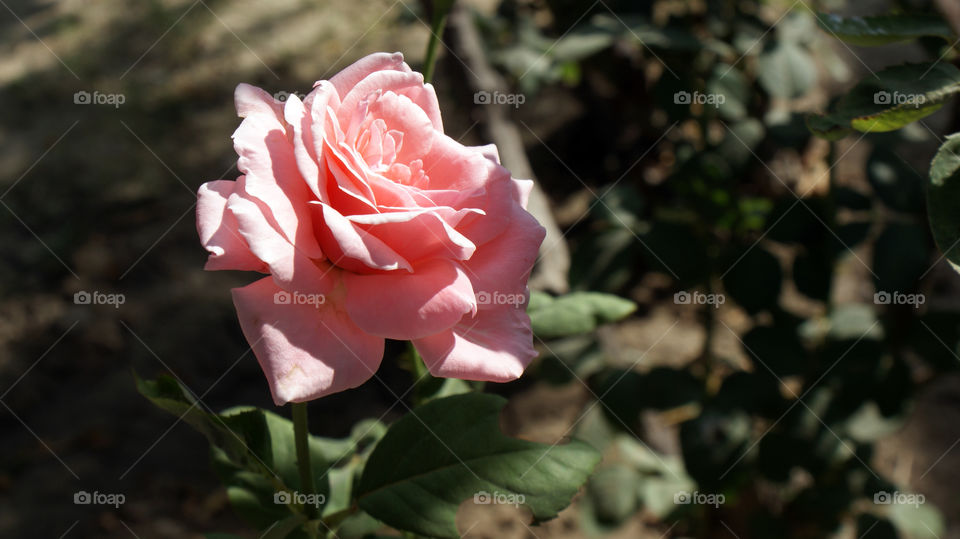 Few things are more prettier than a rose  in bloom.