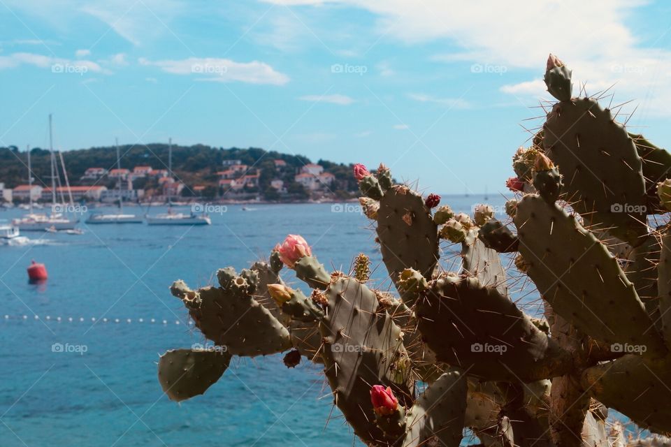 Cactus tree with flowers and a view to the sea 