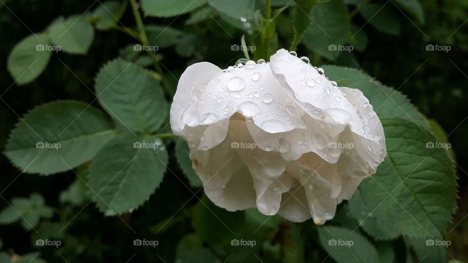 A white rose weighted down by drops of rain.
