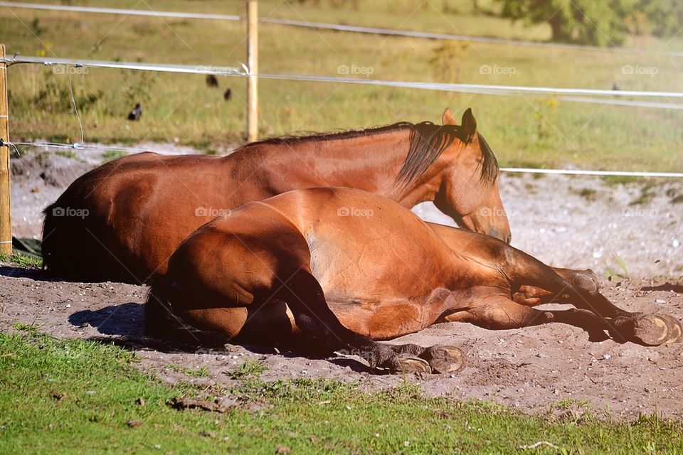 Sleeping horses