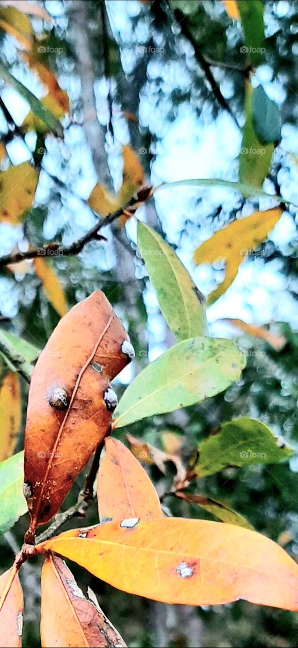 in the Spring Oak leaves die and give way to new growth