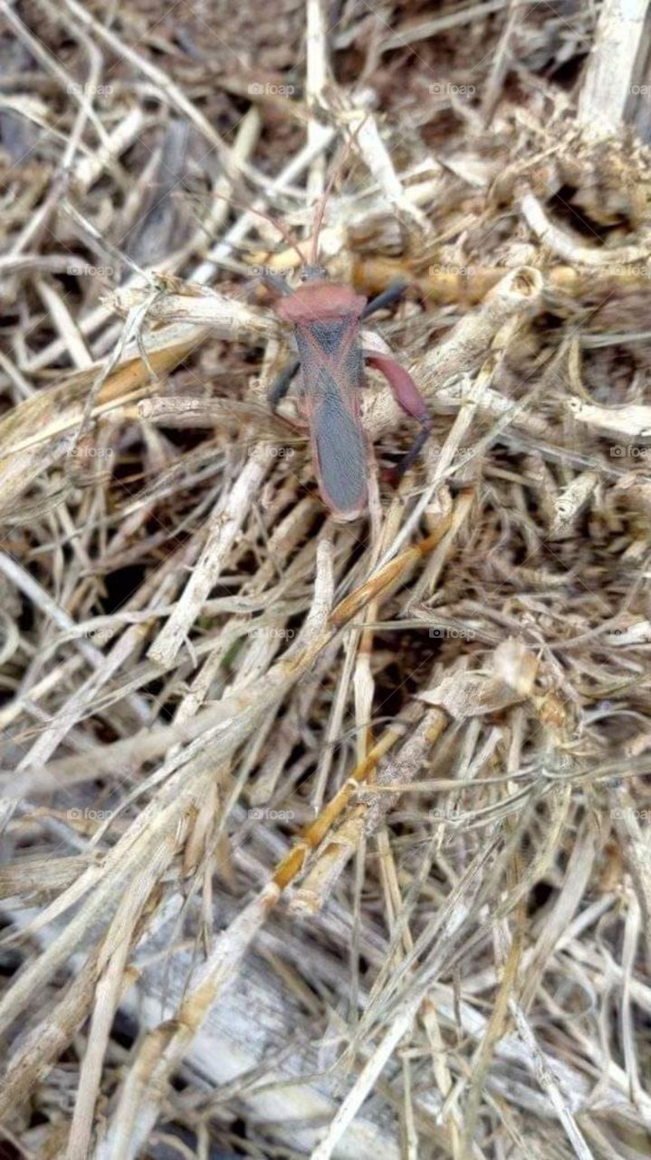 A visitor in the farm