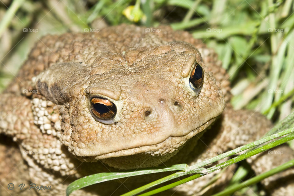 Common toad