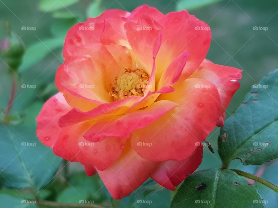 Beautiful rose