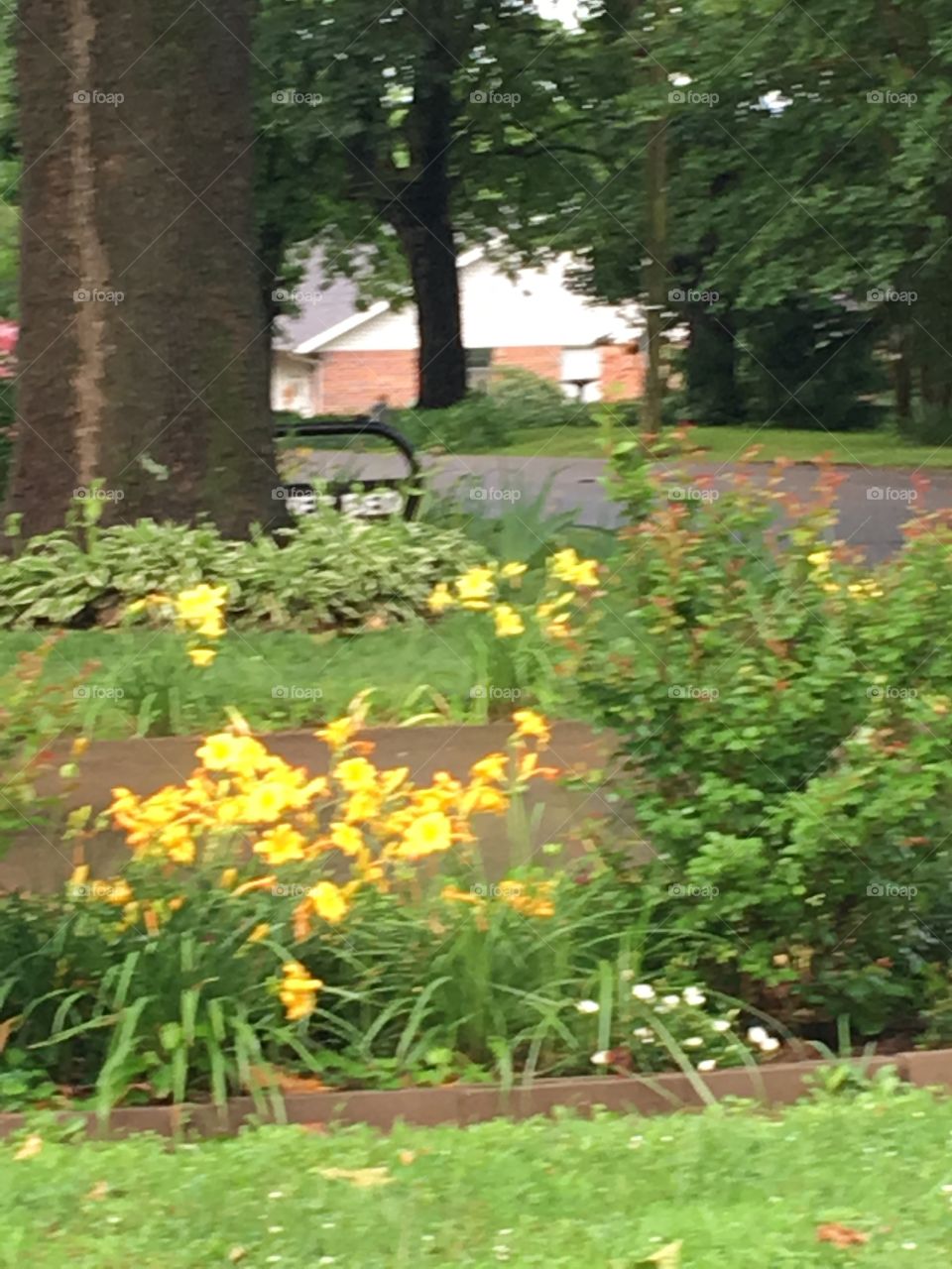 94 year old Neighbor always has beautiful flowers in her yard front and back. 