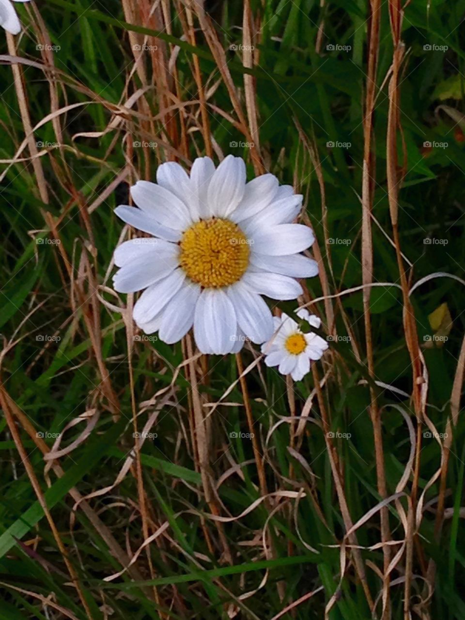 Daisies in the Wild