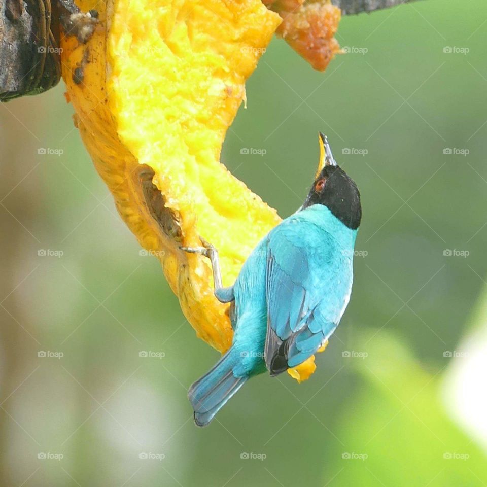 Ecuador bird