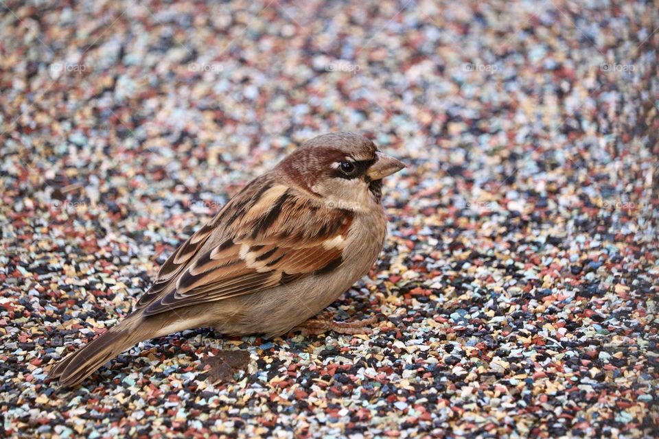 Single sparrow sitting on colourful stone surface close-up with copy space, concept urban wildlife, springtime