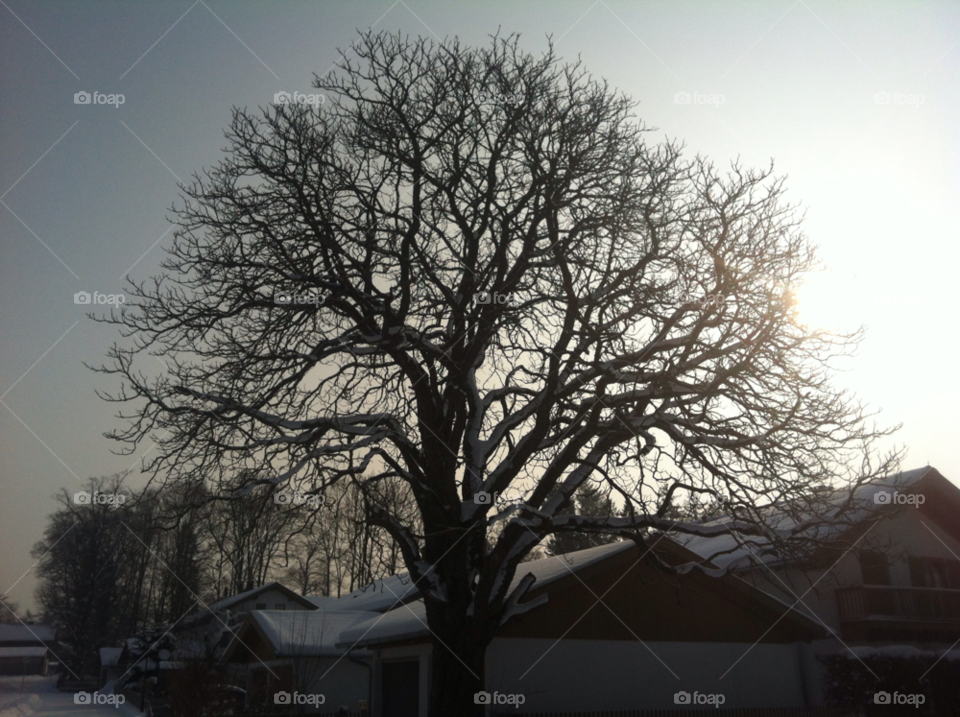 snow winter tree branches by Nikita80