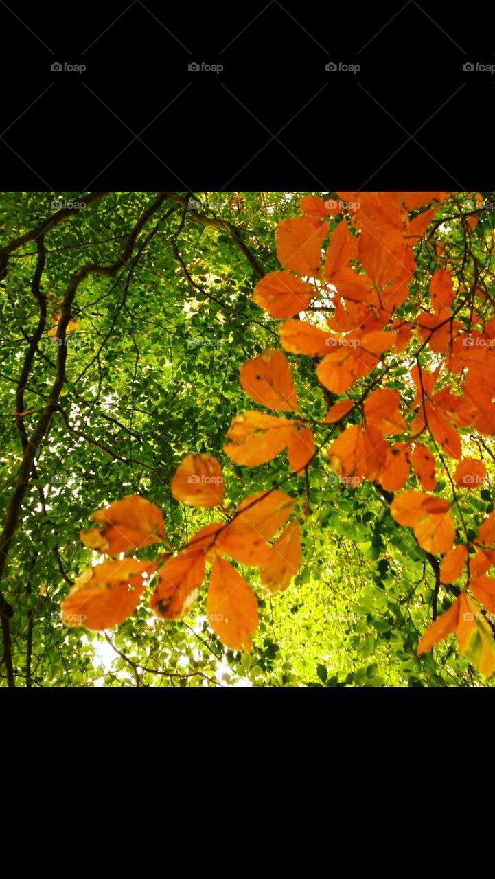 orange träd löv höst by sj85