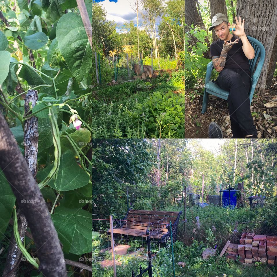 Garden, Greenhouse, Nature, Flower, Farm