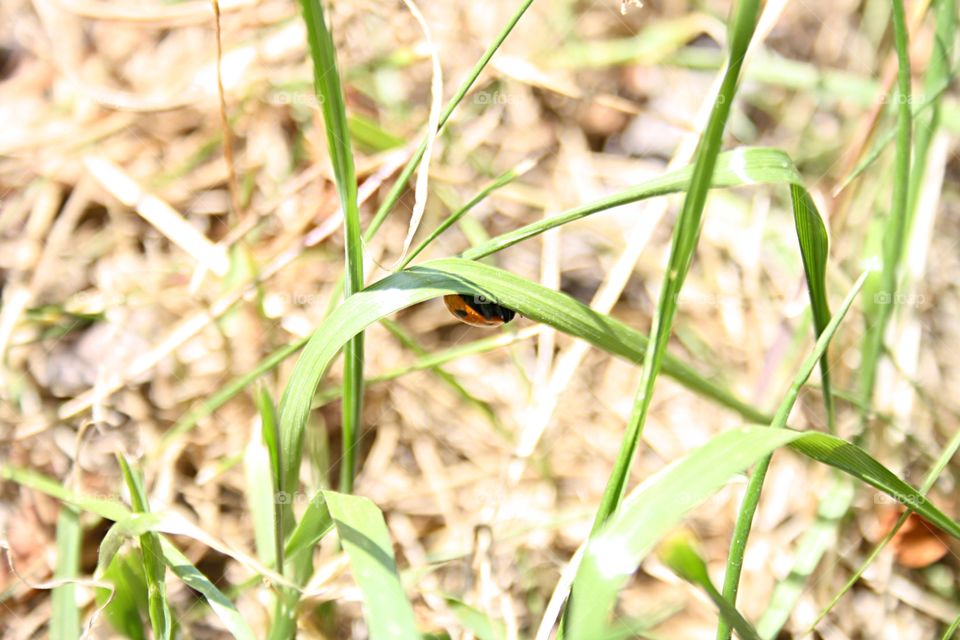 Beetle on plants