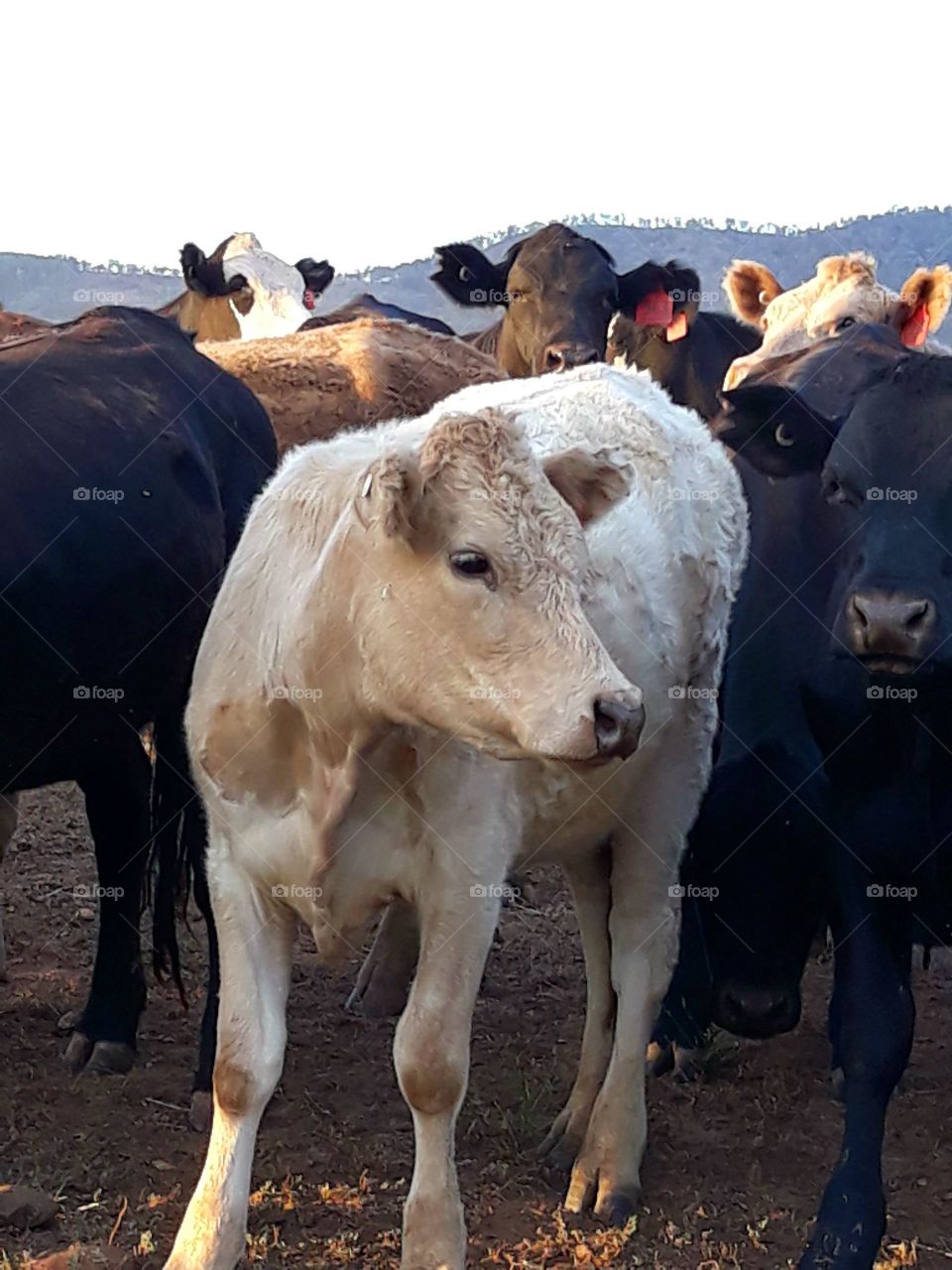 Australian beef cattle
