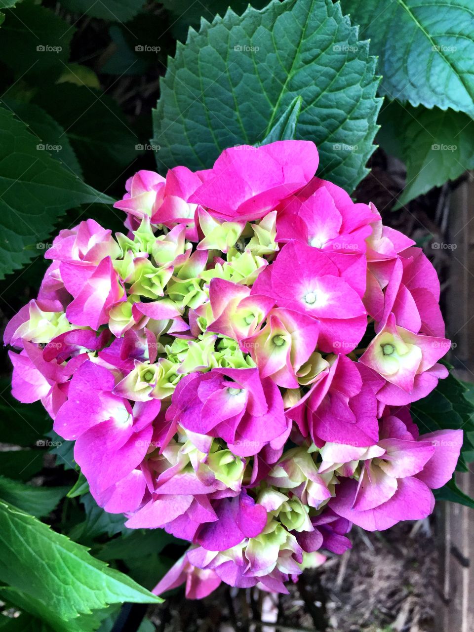 Hydrangea